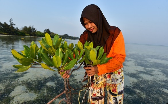 Frau-aus-Indonesien-beim-Pflanzen-von-Mangrovenbäumen_Bild_Brot-für-alle_585